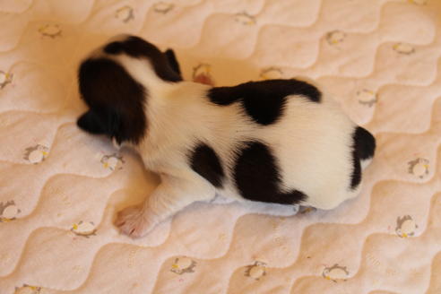 成約済の愛知県のシーズー-69939の4枚目