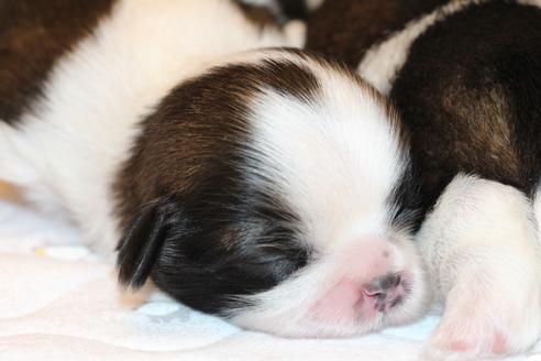 愛知県のシーズー 男の子 19 04 14生まれ ゴールド ホワイト極小サイズ 子犬id ブリーダーナビ