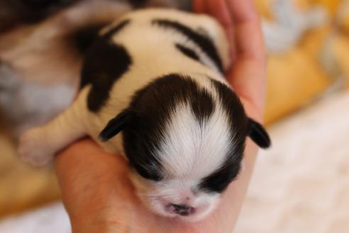 愛知県のシーズー 男の子 19 04 14生まれ ゴールド ホワイト極小サイズ 子犬id ブリーダーナビ