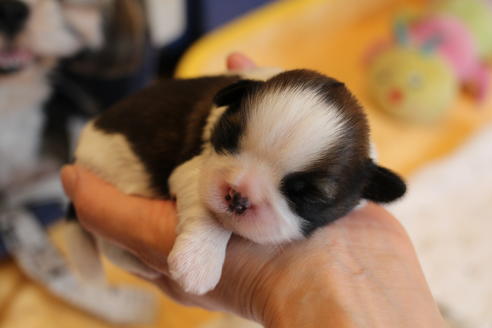 成約済の愛知県のシーズー-69938