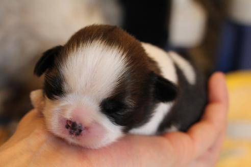 成約済の愛知県のシーズー-69938の5枚目