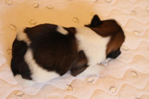 成約済の愛知県のシーズー-69938の4枚目