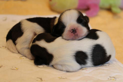 成約済の愛知県のシーズー-69938の3枚目