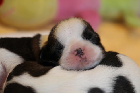 成約済の愛知県のシーズー-69938の2枚目