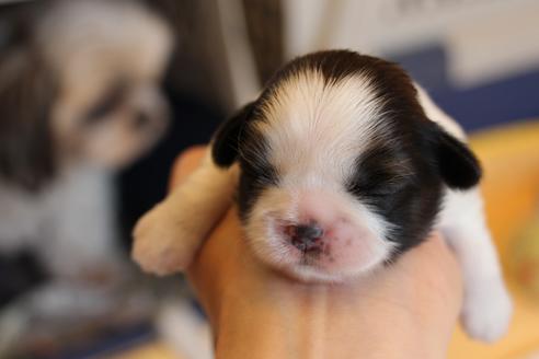 成約済の愛知県のシーズー-69940の31枚目