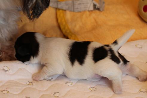 成約済の愛知県のシーズー-69940の30枚目