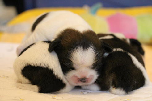 成約済の愛知県のシーズー-69940の29枚目