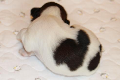 成約済の愛知県のシーズー-69940の28枚目