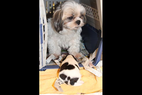 成約済の愛知県のシーズー-69940の27枚目