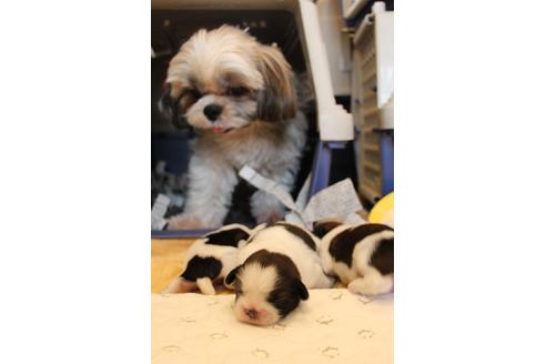 成約済の愛知県のシーズー-69940の26枚目