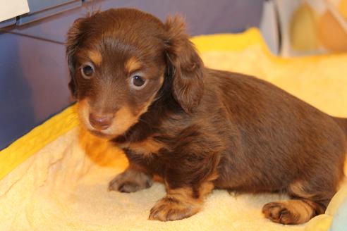 成約済の愛知県のカニンヘンダックスフンド(ロングヘアード)-69085の1枚目