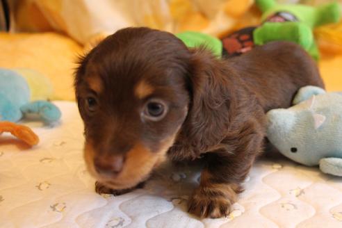 成約済の愛知県のカニンヘンダックスフンド(ロングヘアード)-69085の6枚目