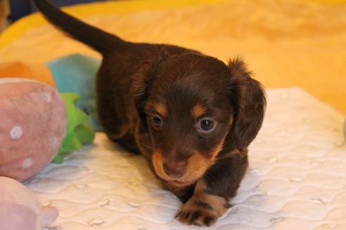 成約済の愛知県のカニンヘンダックスフンド(ロングヘアード)-69085の5枚目