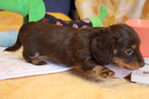 成約済の愛知県のカニンヘンダックスフンド(ロングヘアード)-69085の4枚目