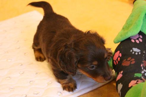 成約済の愛知県のカニンヘンダックスフンド(ロングヘアード)-69085の3枚目