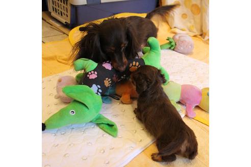 成約済の愛知県のカニンヘンダックスフンド(ロングヘアード)-69085の2枚目