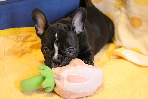 成約済の愛知県のフレンチブルドッグ-68193の37枚目