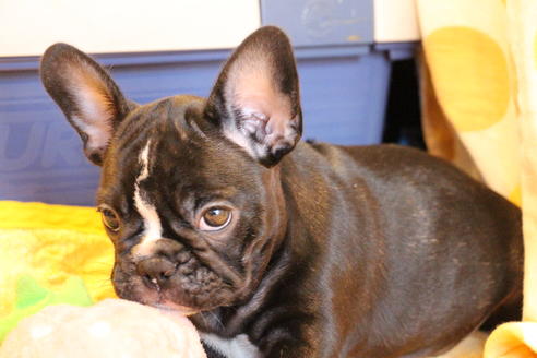 成約済の愛知県のフレンチブルドッグ-68193の36枚目