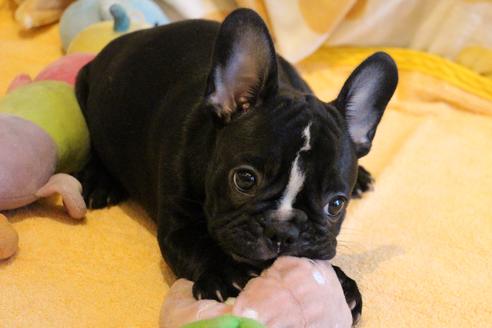 成約済の愛知県のフレンチブルドッグ-68193の35枚目