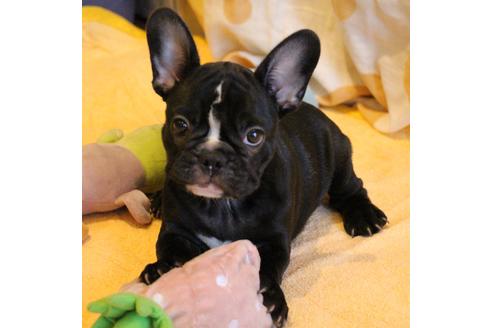 成約済の愛知県のフレンチブルドッグ-68193の34枚目