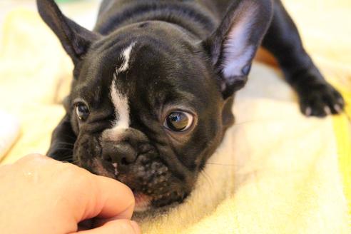 成約済の愛知県のフレンチブルドッグ-68193の33枚目