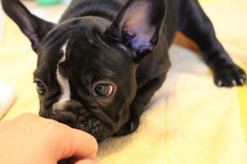 成約済の愛知県のフレンチブルドッグ-68193の32枚目