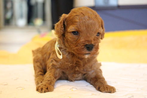 成約済の愛知県のトイプードル-69522の25枚目