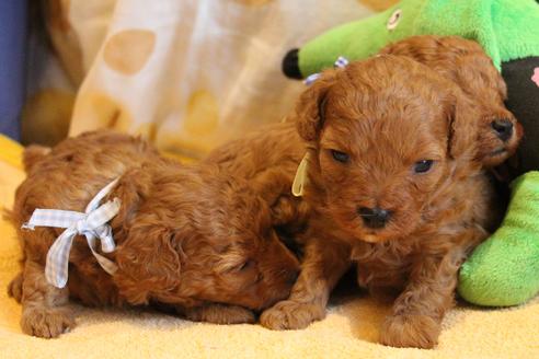 成約済の愛知県のトイプードル-69522の24枚目