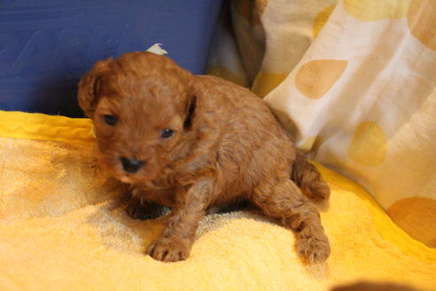 成約済の愛知県のトイプードル-69522の23枚目