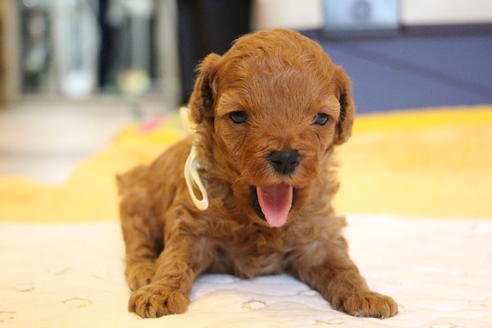 成約済の愛知県のトイプードル-69522の22枚目