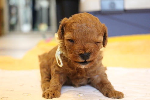 成約済の愛知県のトイプードル-69522の21枚目