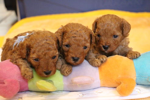 成約済の愛知県のトイプードル-69522の20枚目