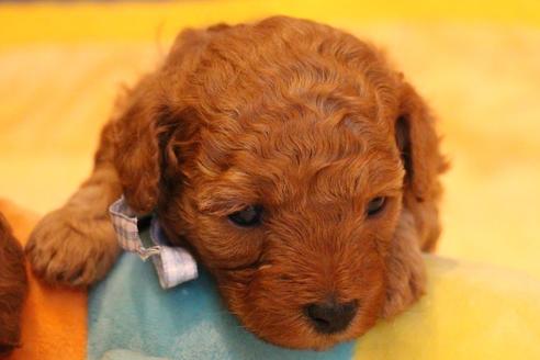 成約済の愛知県のトイプードル-69521の24枚目