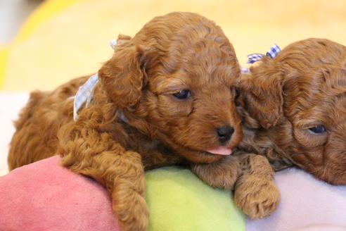 成約済の愛知県のトイプードル-69521の23枚目