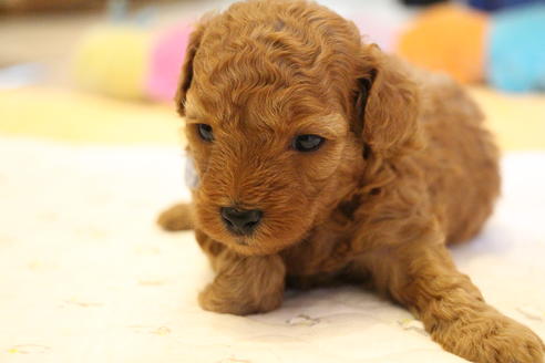 成約済の愛知県のトイプードル-69521の22枚目