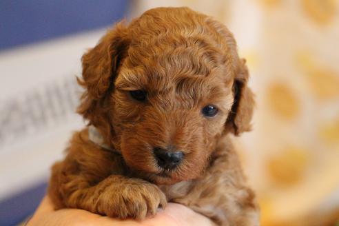 成約済の愛知県のトイプードル-69521の21枚目