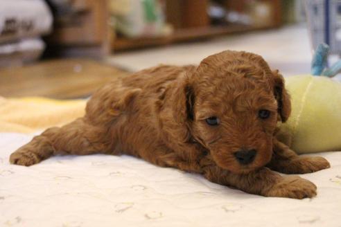 成約済の愛知県のトイプードル-69521の20枚目