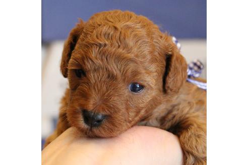 成約済の愛知県のトイプードル-69447の25枚目