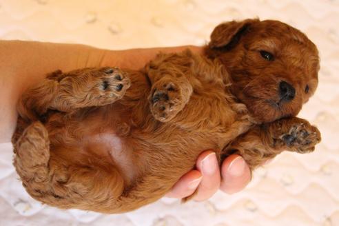 成約済の愛知県のトイプードル-69447の24枚目