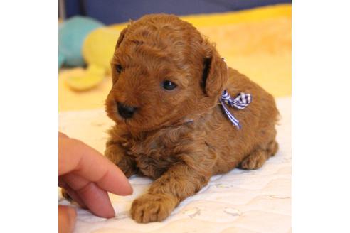 成約済の愛知県のトイプードル-69447の23枚目