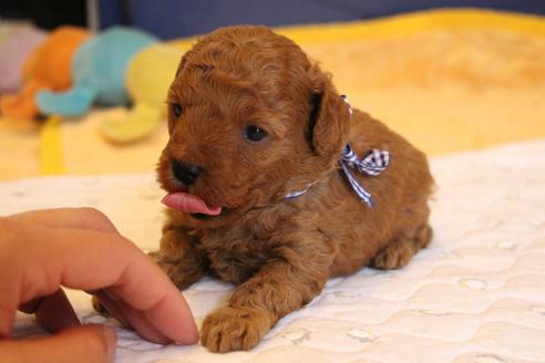 成約済の愛知県のトイプードル-69447の22枚目