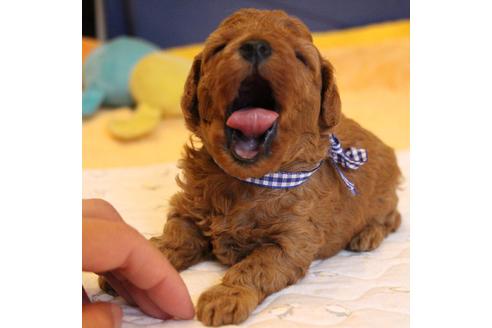 成約済の愛知県のトイプードル-69447の21枚目