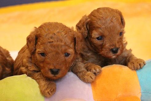 成約済の愛知県のトイプードル-69447の20枚目