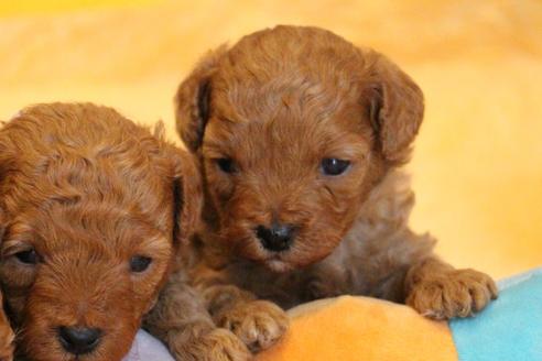 成約済の愛知県のトイプードル-69522の19枚目