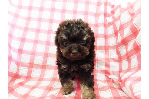 成約済の福岡県のトイプードル-70425の1枚目