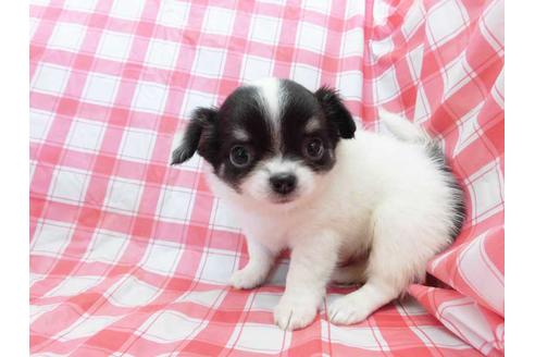 成約済の福岡県のチワワ(ロングコート)-70426の1枚目