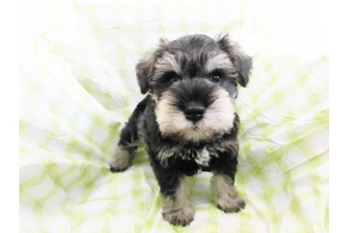 成約済の福岡県のミニチュアシュナウザー-70427の1枚目