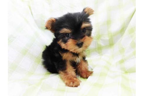 成約済の福岡県のヨークシャーテリア-70428