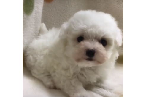 成約済の岐阜県のミックス犬-70433の1枚目