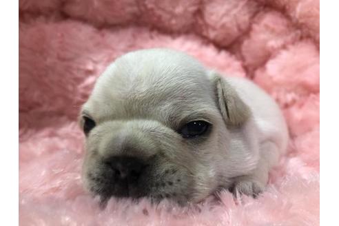 成約済の岐阜県のフレンチブルドッグ-70458の3枚目